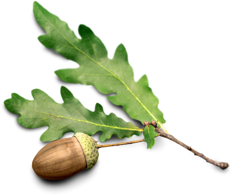 Acorn and Oak Leaf